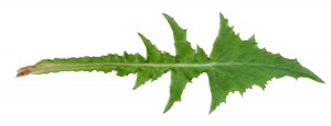 Dandelion-leaf2