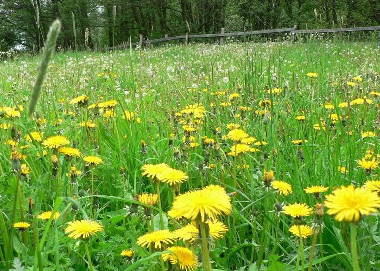 Feasting On Dandelions - Self-Reliance