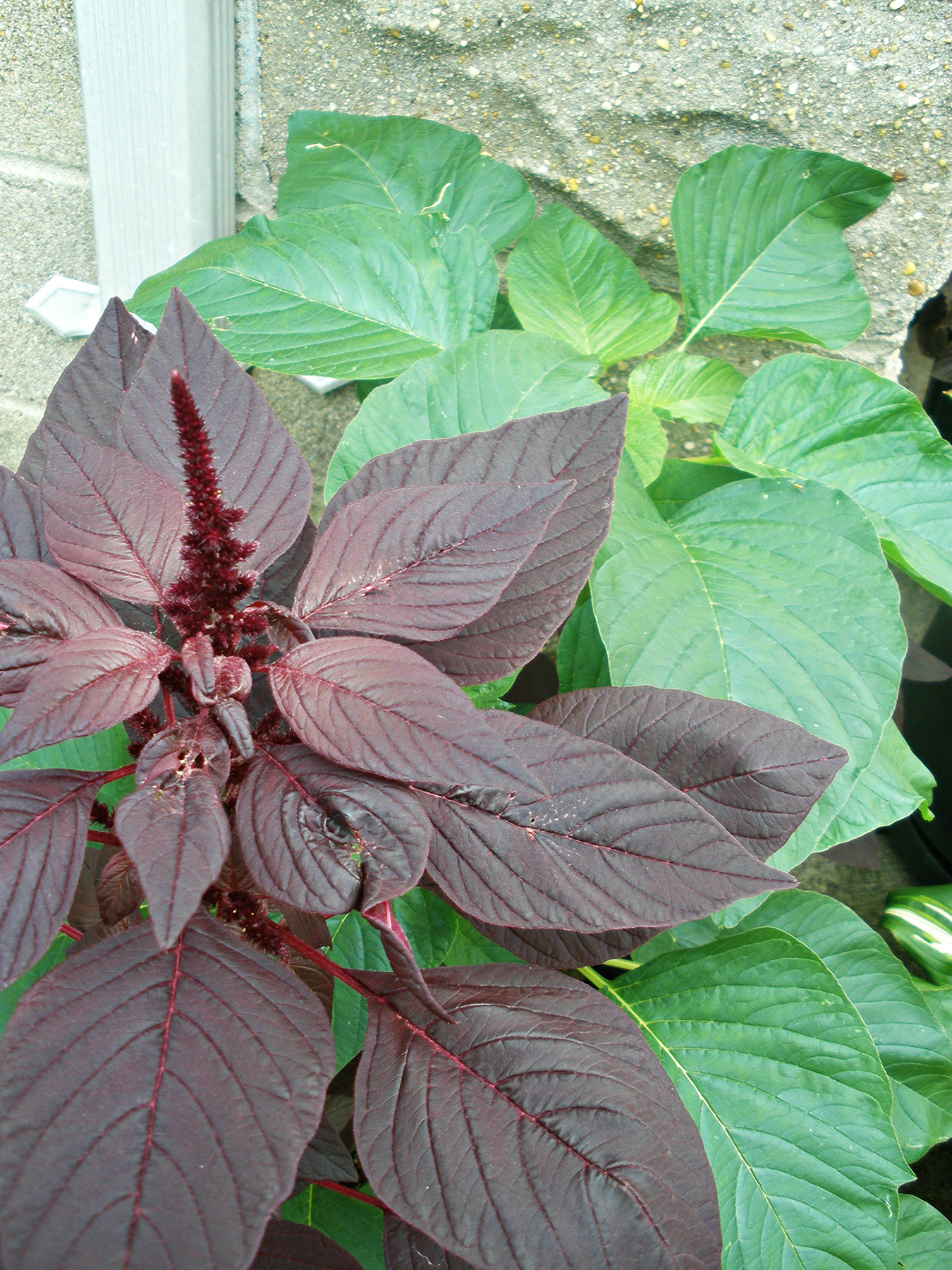 Amaranth: The Herb That Keeps On Giving | Self-Reliance