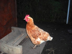 Ensure food is elevated above the ground and put inside overnight