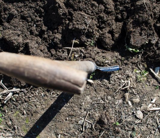 Amaranth: The Herb That Keeps On Giving