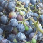 cropped-grapes.jpg