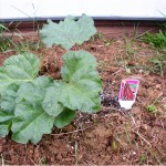 rhubarb2