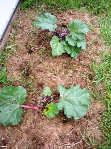 rhubarb3