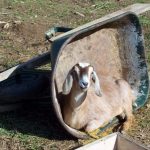 1-Goats – Trix in a wheelbarrow