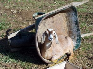 1-Goats - Trix in a wheelbarrow