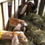 4-Goats in hay