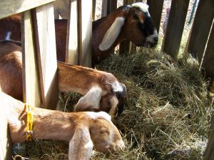 4-Goats in hay