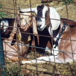 7-Goats on a sleep day