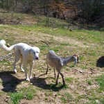 8-Livestock Guardian Dog