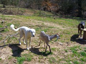 8-Livestock Guardian Dog