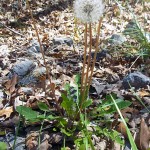Spring herbs-Dandelion