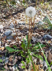 Spring herbs-Dandelion