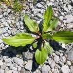 Spring herbs-Plantain