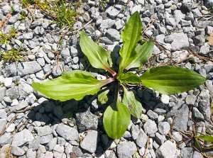 Spring herbs-Plantain