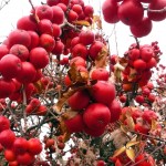 What an amazing apple  abundance!