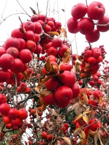 What an amazing apple abundance!