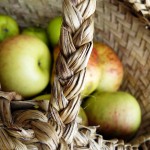 Windfall apples are perfect for making jelly