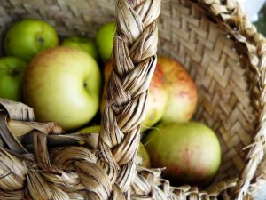 Windfall apples are perfect for making jelly