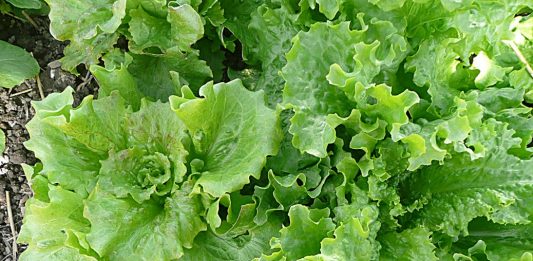 Grow Your Own Salad Greens
