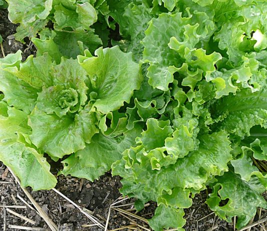 Grow Your Own Salad Greens