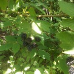 #2 – Blackberries