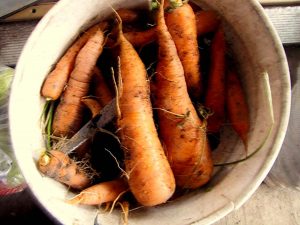 Clay_Carrots_Parsnips_02