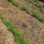 Clay_Carrots_Parsnips_06