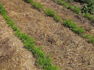 Clay_Carrots_Parsnips_06