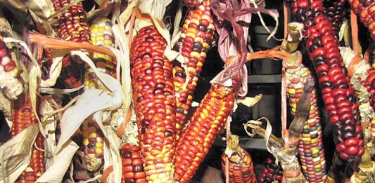 Cut Garden Costs By Saving Seeds