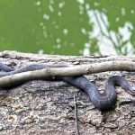 Northern Water Snake