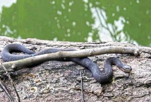 Northern Water Snake