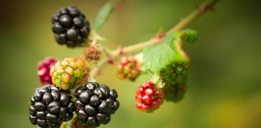 Harvesting Wild Blackberries