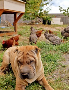 Dog-and-chickens