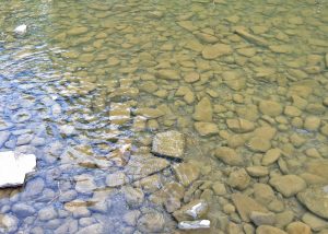 Prime crayfish habitat