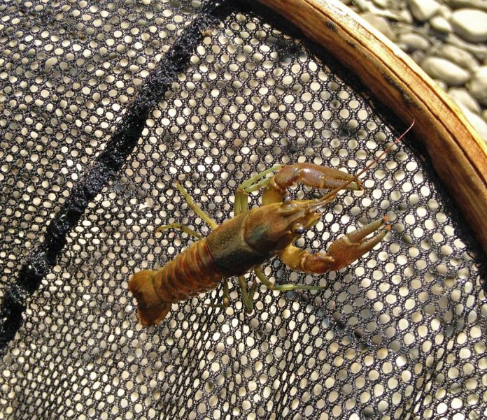 Catching And Cooking Crayfish SelfReliance