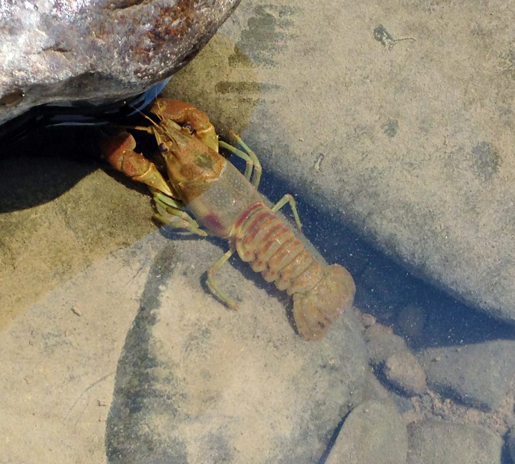 live crawfish in water