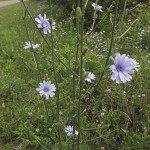 House_2Chicory_opt