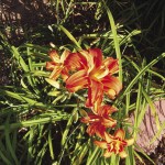 House_3Day Lilies_opt