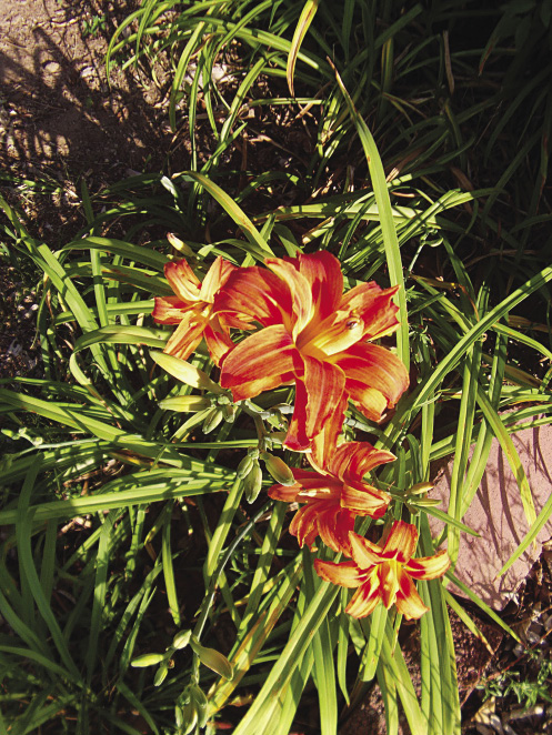 House_3Day Lilies_opt