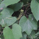 House_5Fox Grapes_opt
