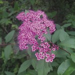 House_7Joe-Pye Weed_opt