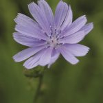 House_7plants_chickory_opt