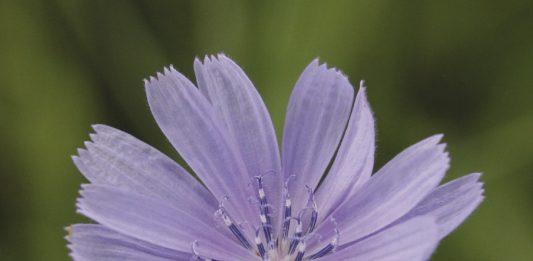 7 Plants To Forage In Summer