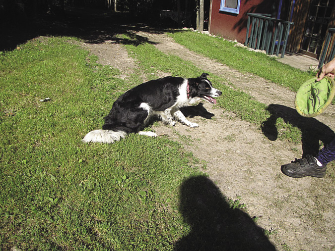 clay_dogs_0750_opt