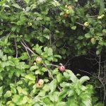 wild apple tree_opt