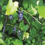 wild grapes_opt