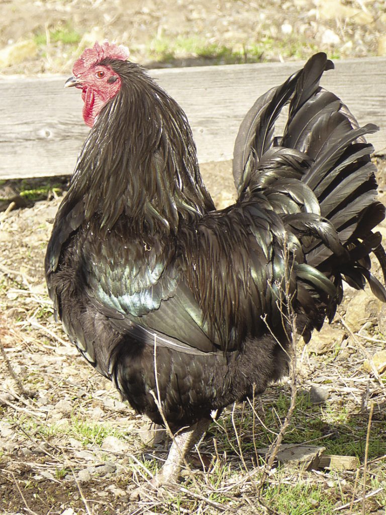 jersey giant chicken compared to normal chicken