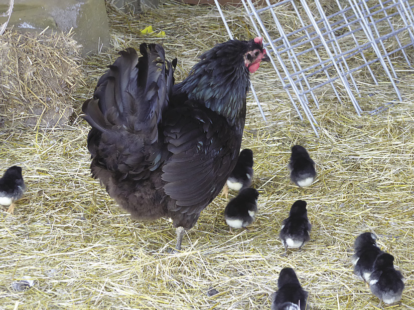 jersey giants laying chickens