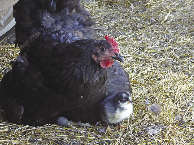 blue jersey giant rooster